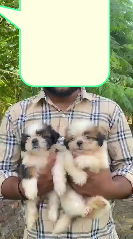 Shih Tzu Puppy Brown & White, farm video