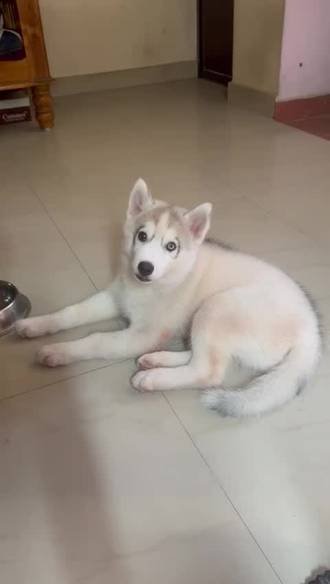 Siberian Husky Puppy | Black & White Color, farm video