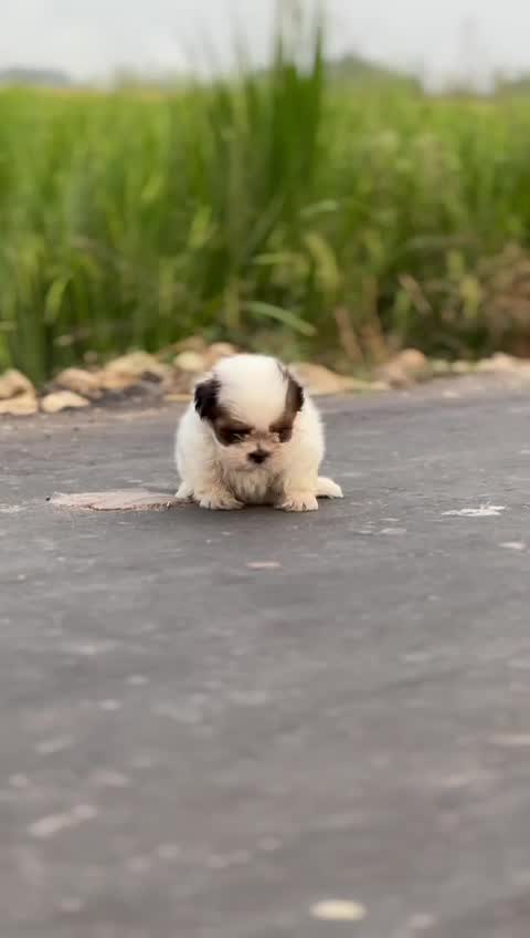 Shih Tzu | Black Color, farm video