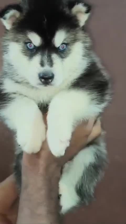 Siberian Husky Puppy | Black & White Color, farm video