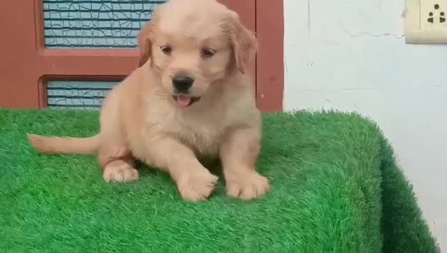 Golden Retriever, farm video