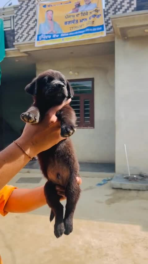 Beagle Black & Tan Puppy, farm video