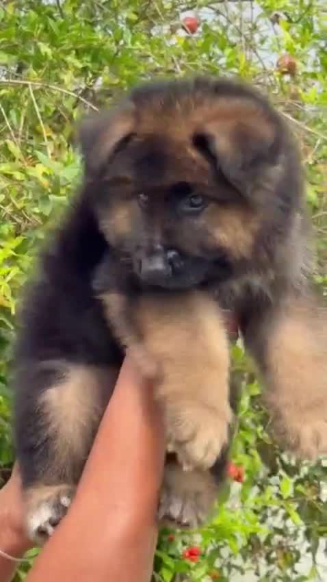 German Shepherd Puppy, farm video