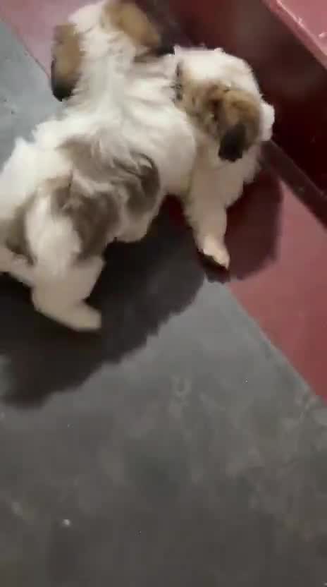Shih Tzu | Black Color, farm video