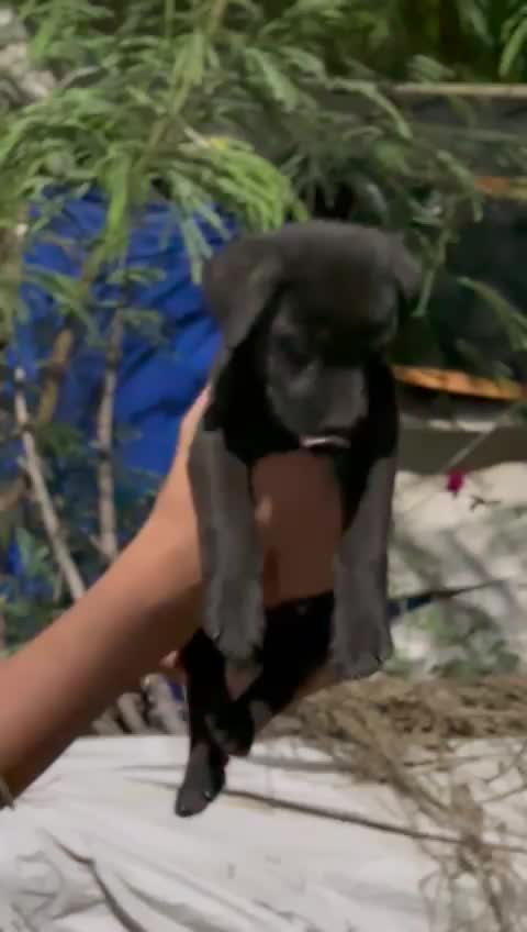 Beagle Black & Tan Puppy, farm video