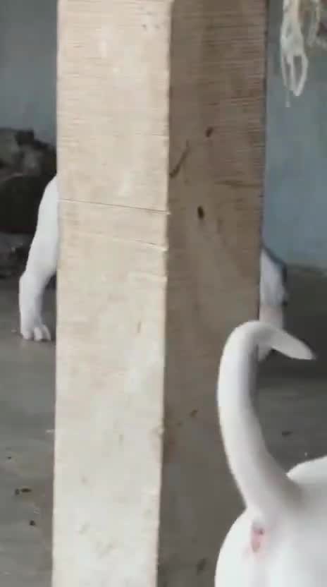 Dogo Argentino Puppy, farm video
