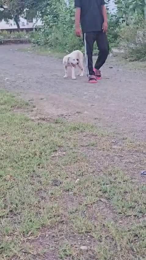 Dogo Argentino Puppy, farm video