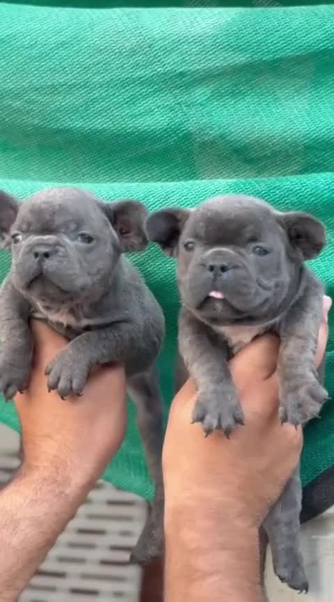 French Bulldog Puppy | White, farm video