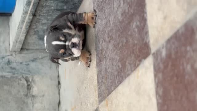 English Bull Dog Puppy, farm video