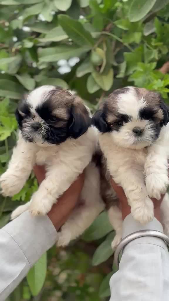 Shih Tzu | Black Color, farm video