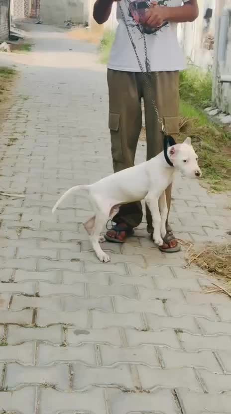 American Bully Pocket Size Puppy, farm video