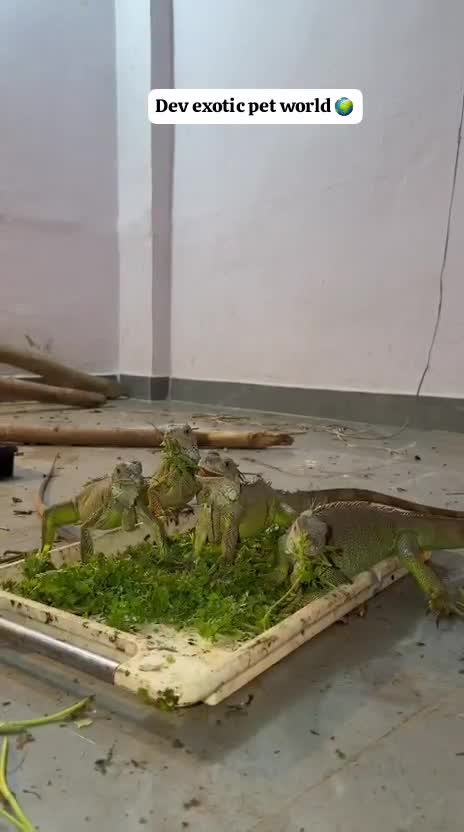 Iguana, farm video