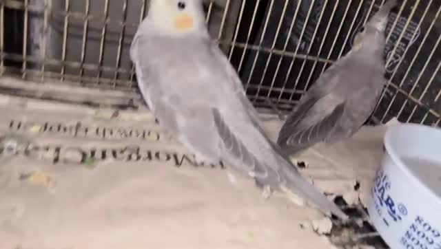 Cockatiel, farm video