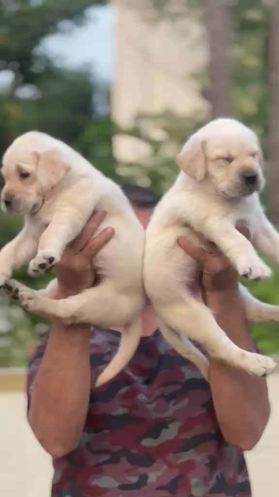 Beagle Black & Tan Puppy, farm video