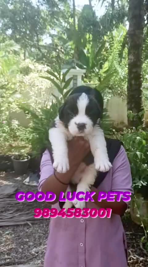 Saint Bernard Puppy, farm video