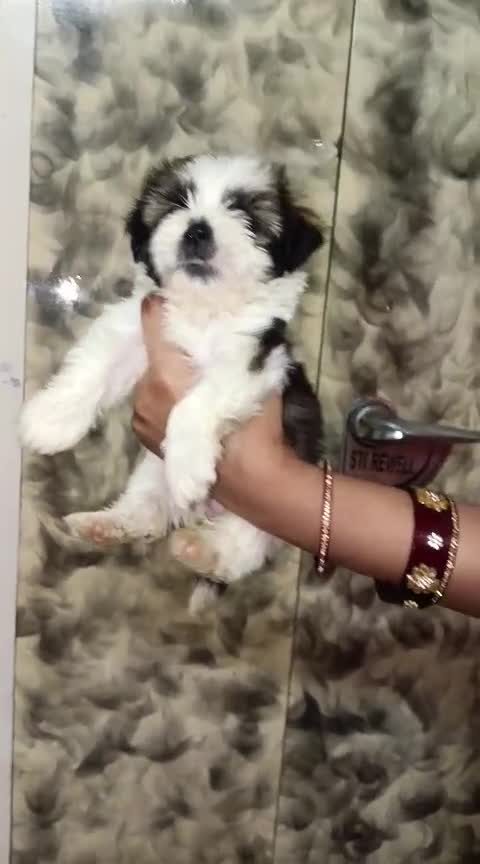Shih Tzu | Black Color, farm video
