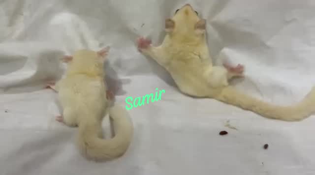 Sugar Glider | Grey, farm video