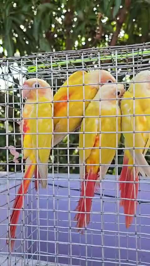 Sun Cheek Conure, farm video