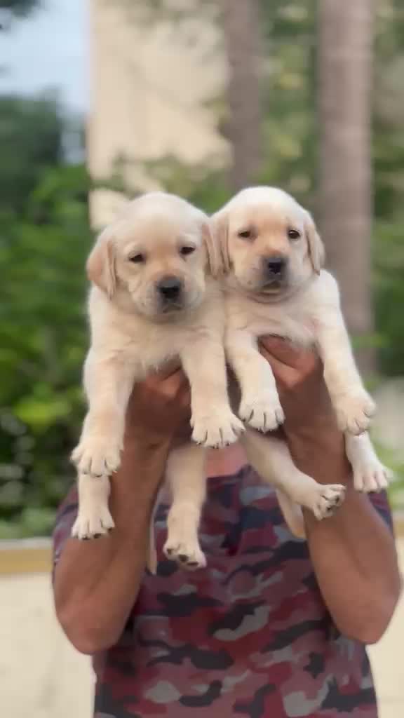 Beagle Black & Tan Puppy, farm video