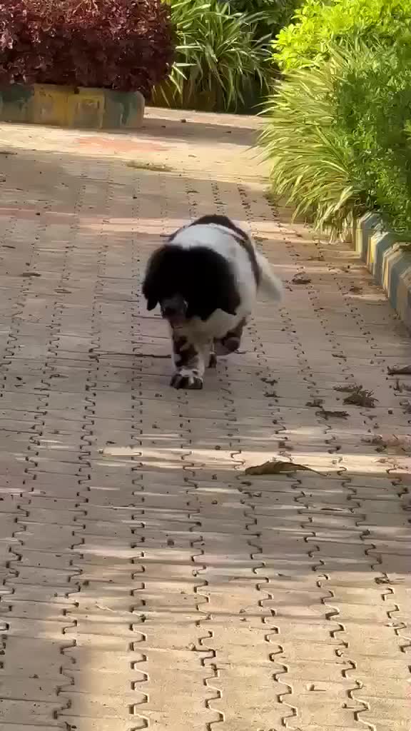 Newfoundland Puppy, farm video