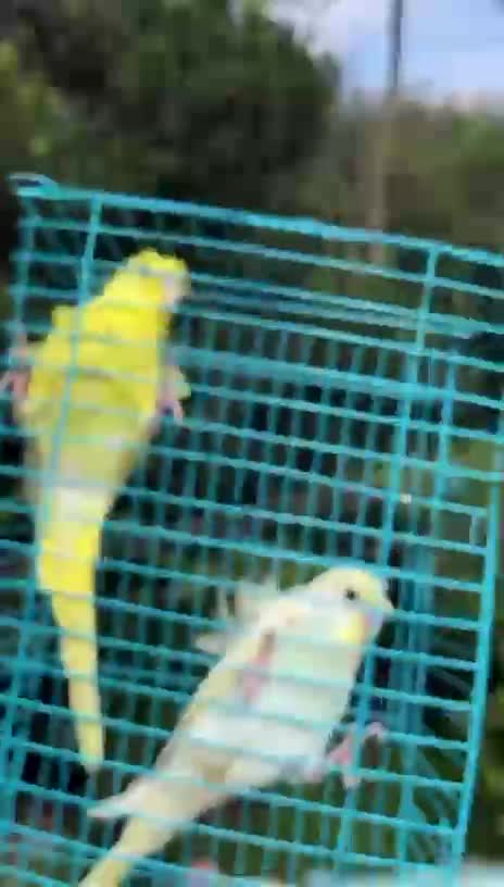 Helicopter Budgies, farm video