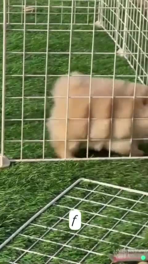 Toy Poodle Puppy, farm video