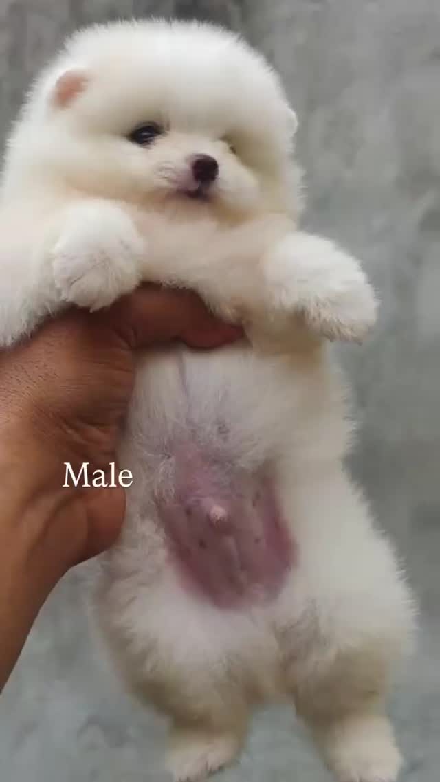 Toy Poodle Puppy, farm video