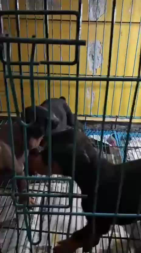 Doberman Pinscher Puppy, farm video