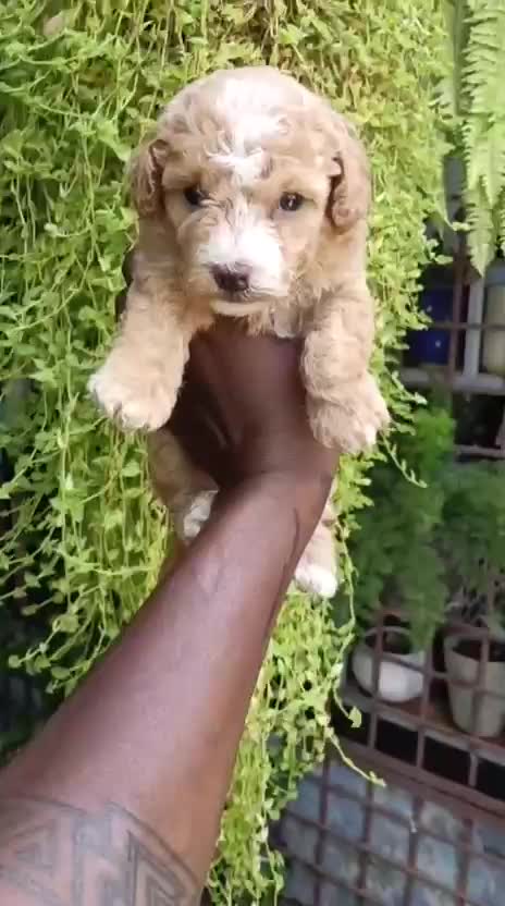 Toy Poodle Puppy, farm video
