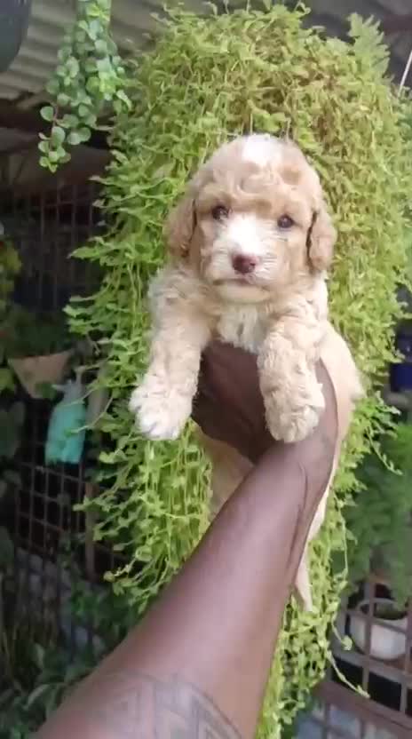 Toy Poodle Puppy, farm video