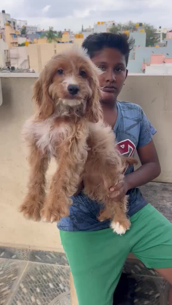 Cockapoo Puppy, farm video