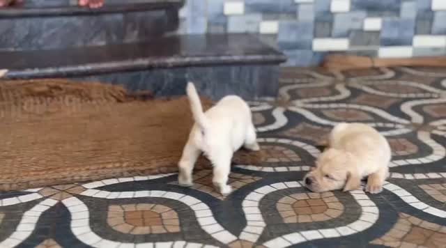 Beagle Black & Tan Puppy, farm video