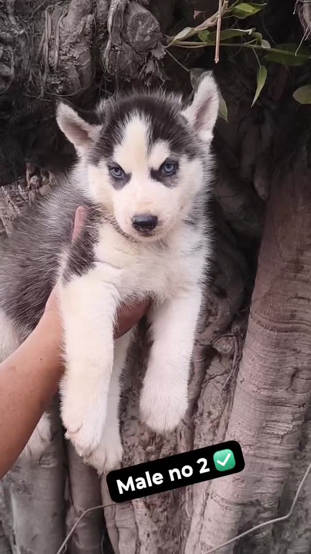 Siberian Husky at an affiliated farm in Saharanpur, Uttar Pradesh