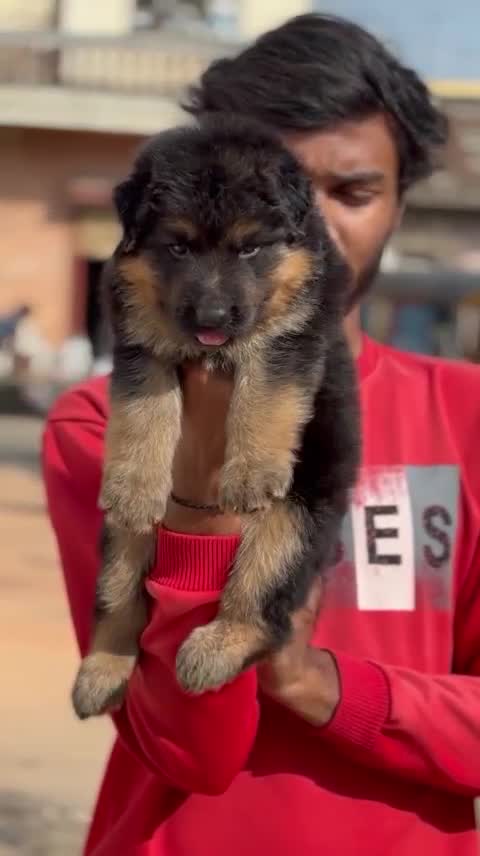 German Shepherd Puppy, farm video