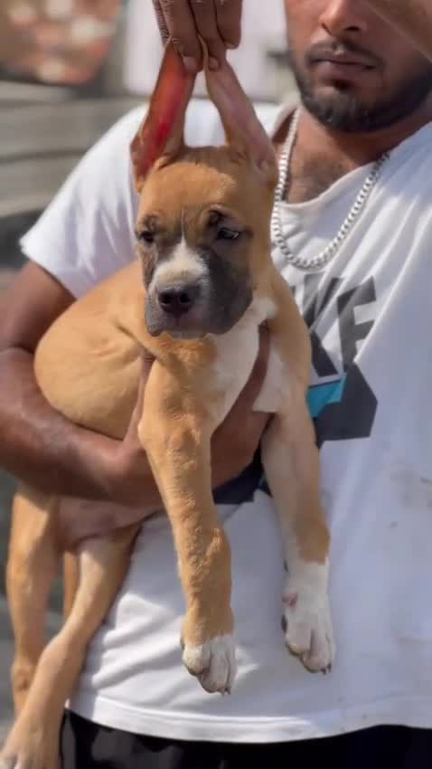 American Bully Pocket Size Puppy, farm video
