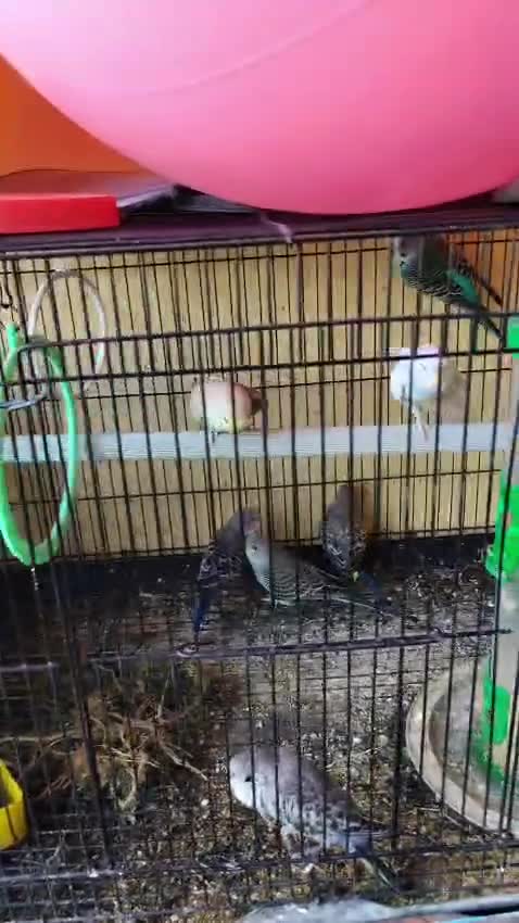 African Love Birds | Yellow & Orange, farm video