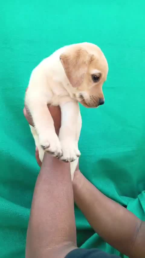 Beagle Black & Tan Puppy, farm video