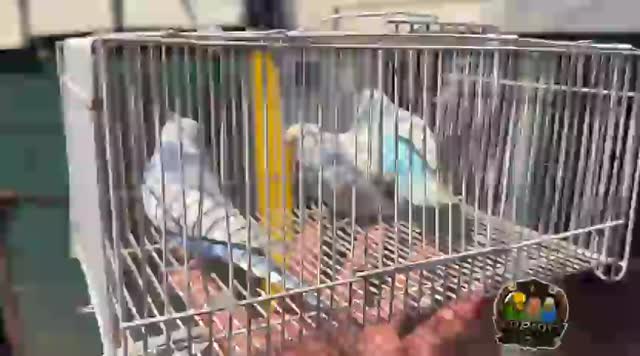 Hogoromo Budgies, farm video