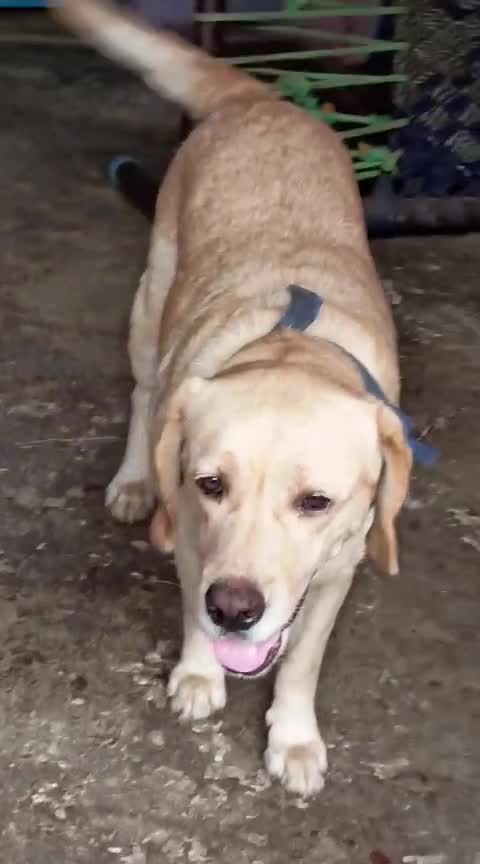 Beagle Black & Tan Puppy, farm video