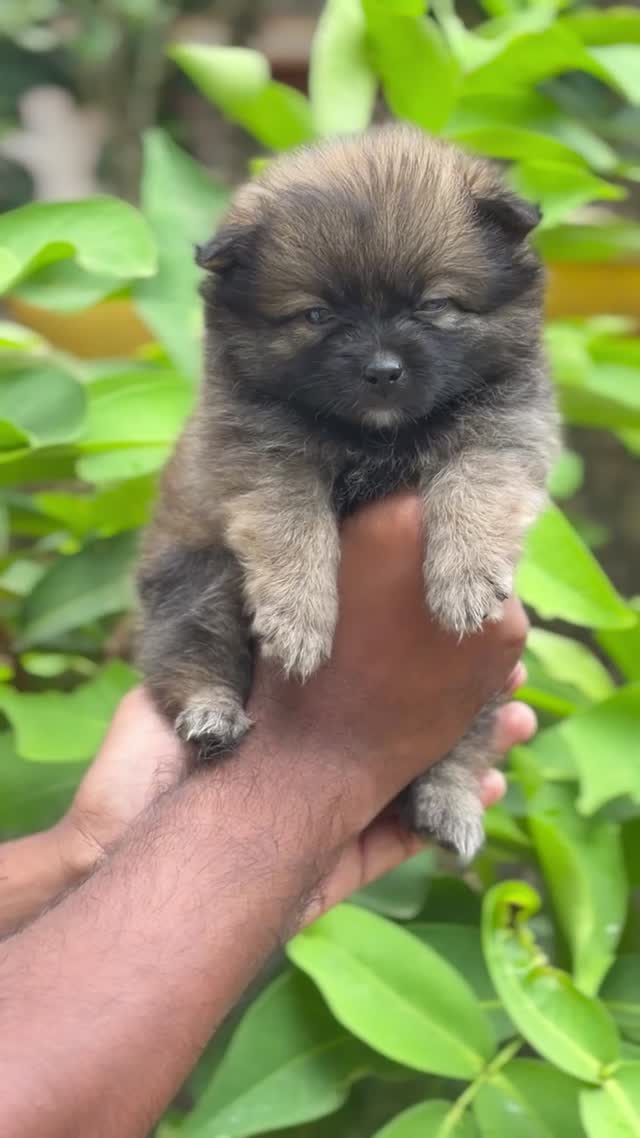 Pomeranian Puppy, farm video