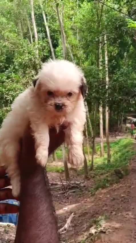 Shih Tzu | Black Color, farm video