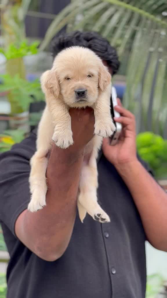 Golden Retriever, farm video