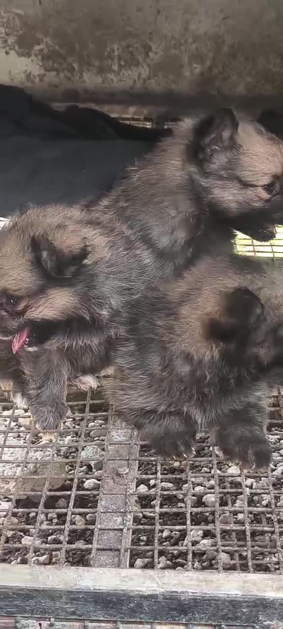 Pomeranian Puppy, farm video