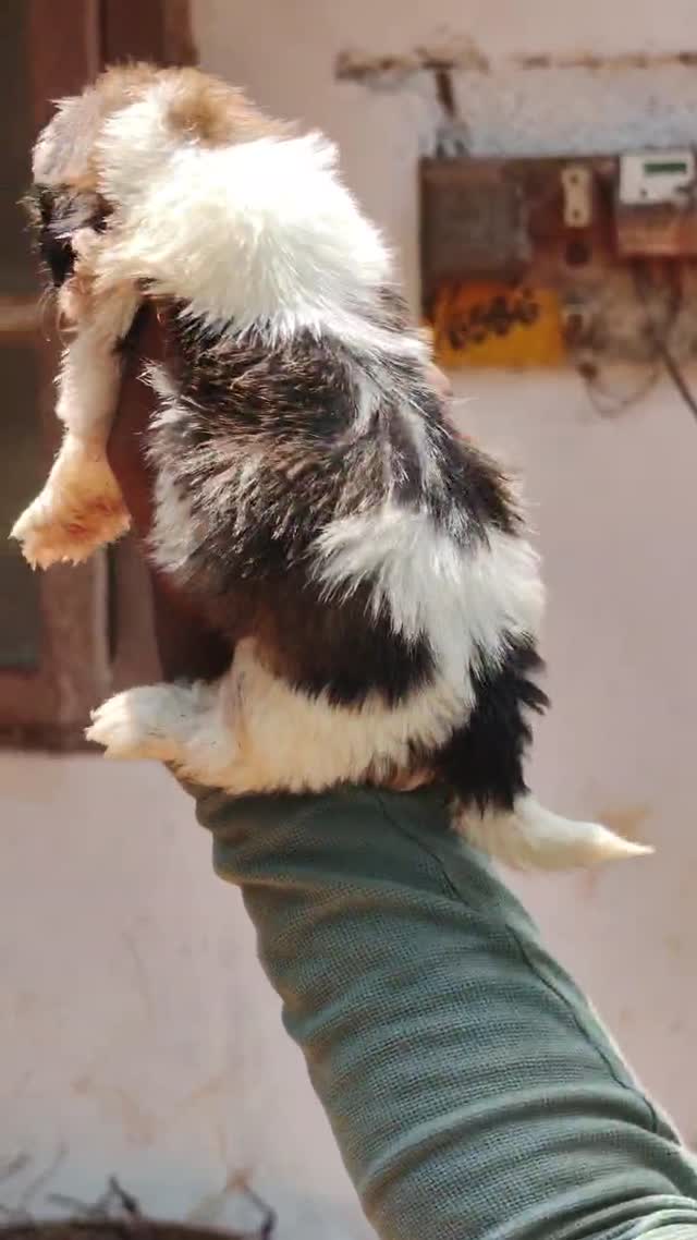 Shih Tzu | Black Color, farm video