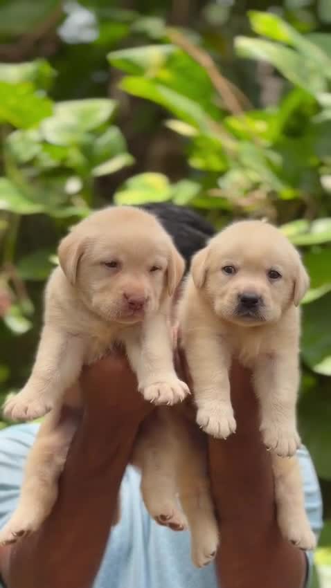 Beagle Black & Tan Puppy, farm video