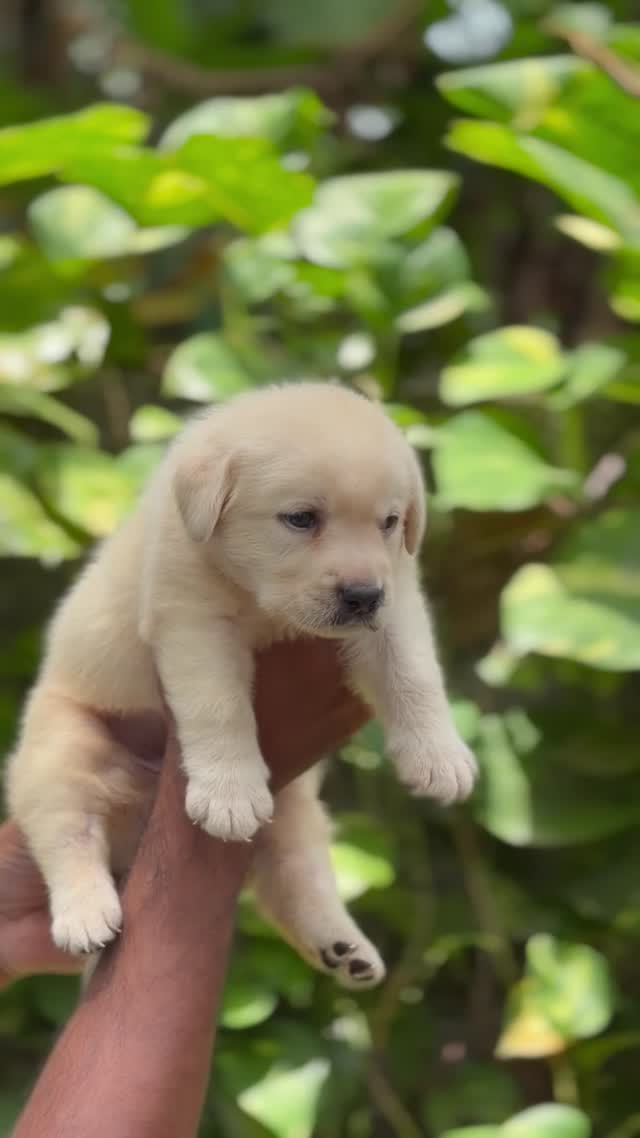 Beagle Black & Tan Puppy, farm video