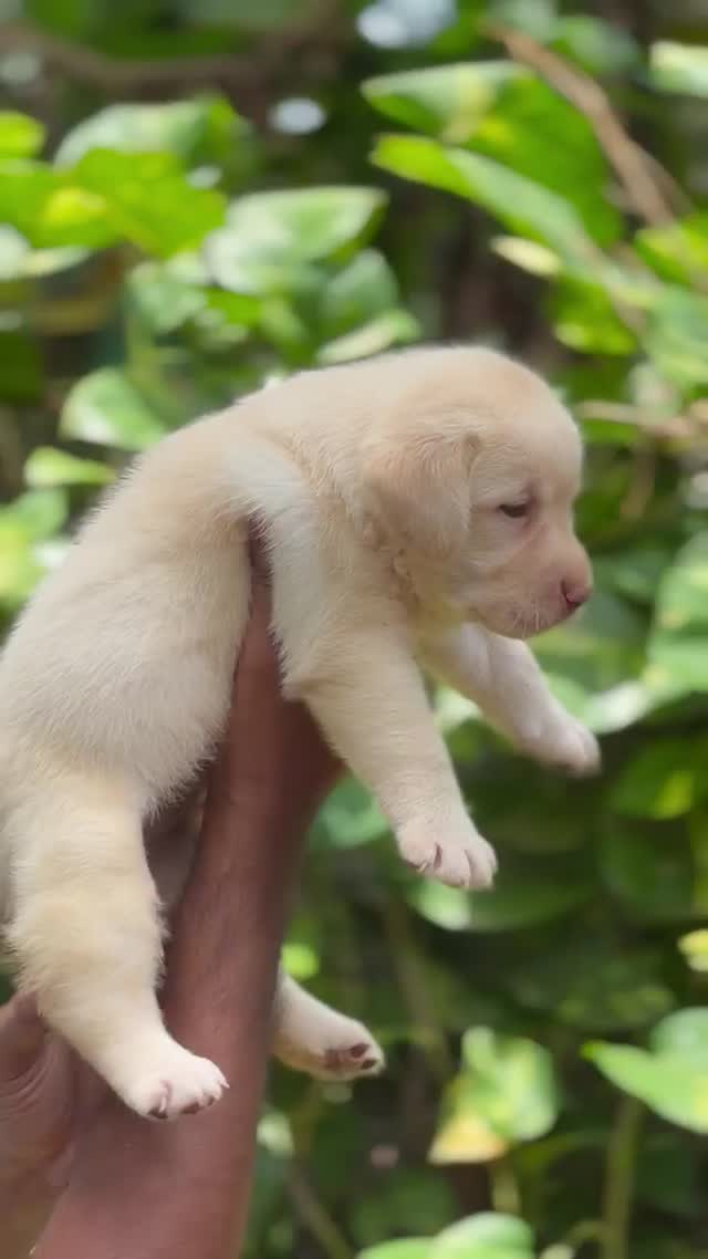 Beagle Black & Tan Puppy, farm video