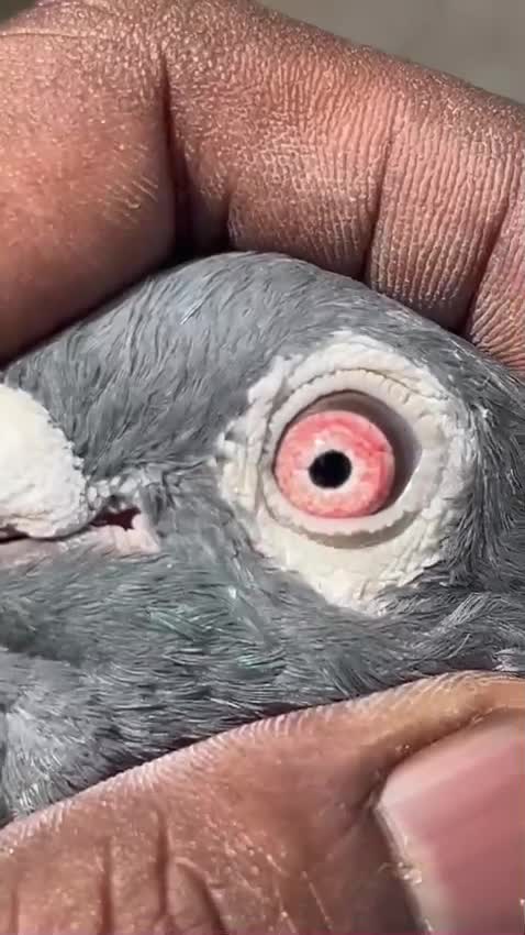 Homer Pigeon, farm video