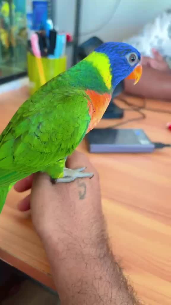 Rainbow Lorikeet, farm video