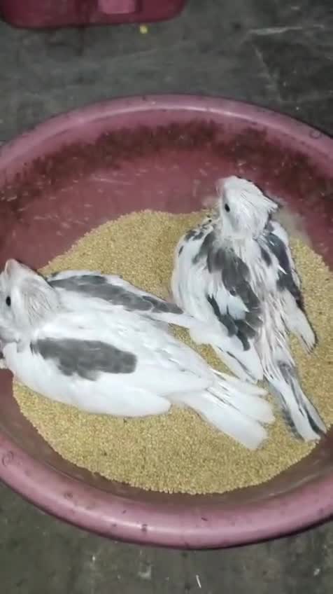 Cockatiel, farm video